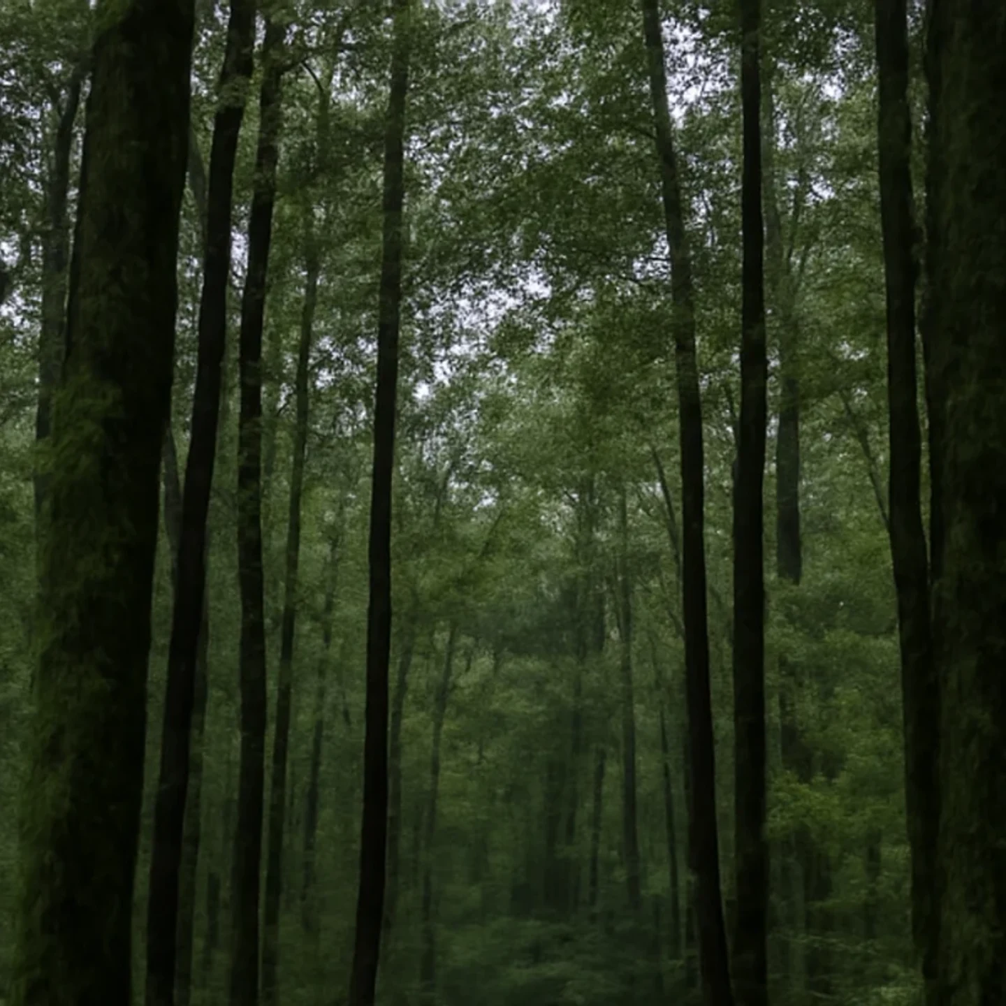 Dothan vacant land, wooded acreage, and rural parcels in Alabama